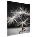 Obraz na płótnie - dmuchawiec, nasiona, natura