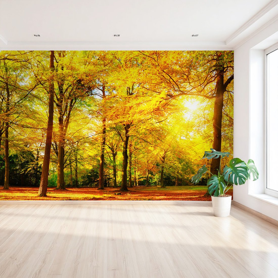 Fototapeta - las, jesień, słońce