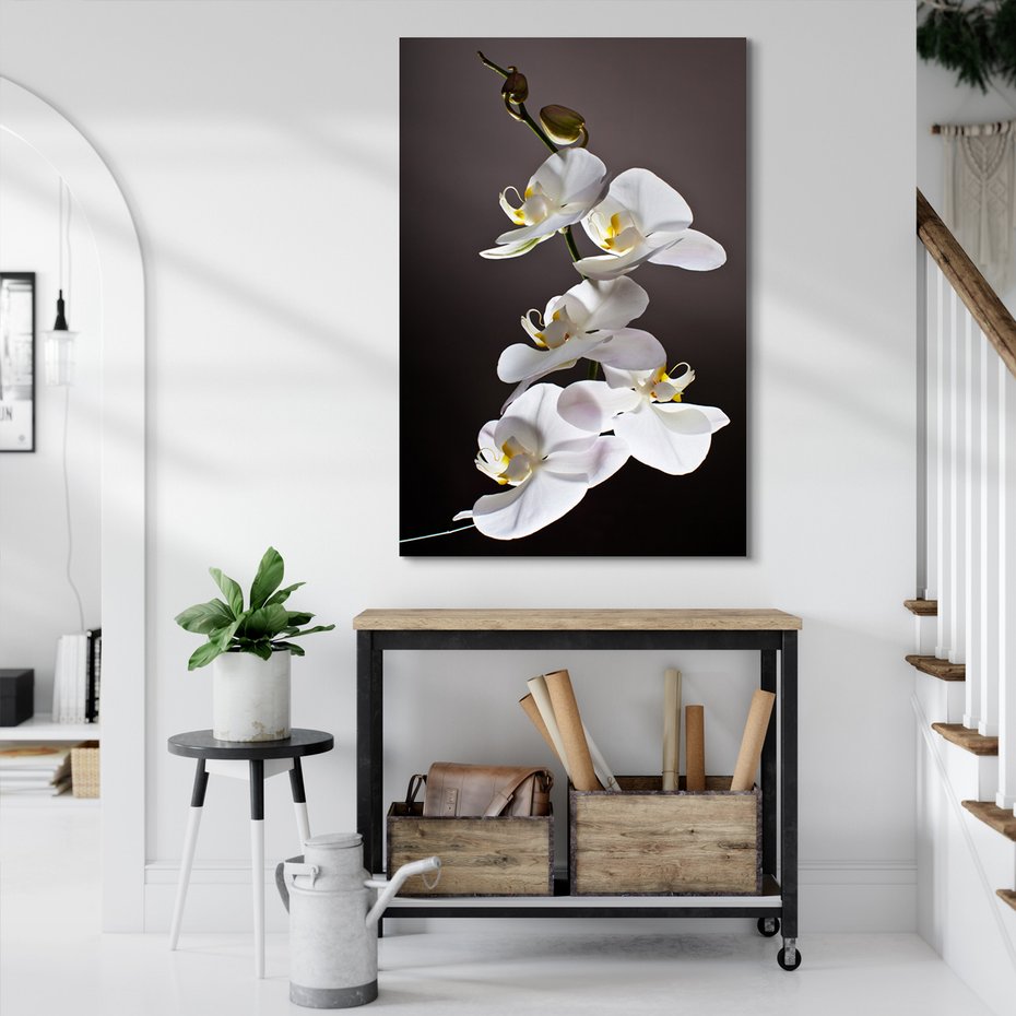 Obraz na płótnie - kwiat, orchidea, elegancja