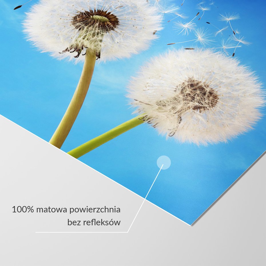 Fototapeta - dmuchawce, niebo, natura