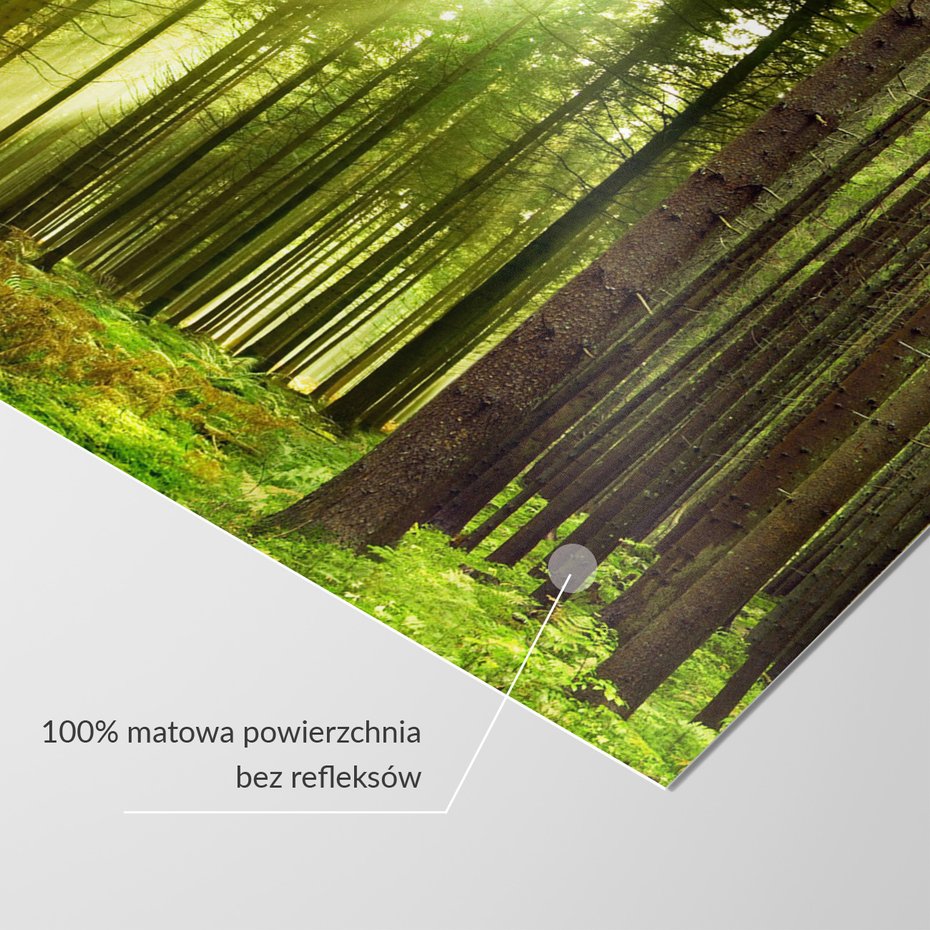 Fototapeta - las, drzewa, natura