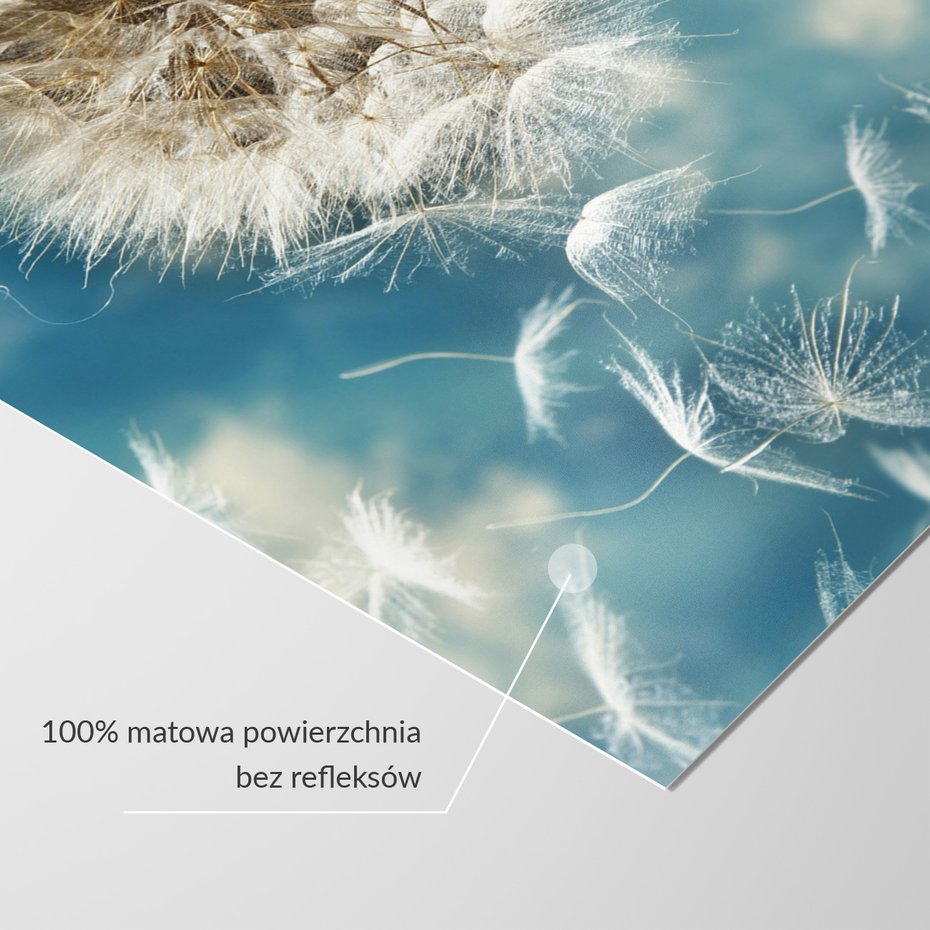 Fototapeta - dmuchawiec, nasiona, delikatność