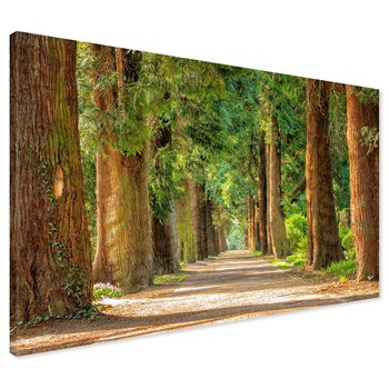 Obraz na płótnie - las, drzewa, ścieżka