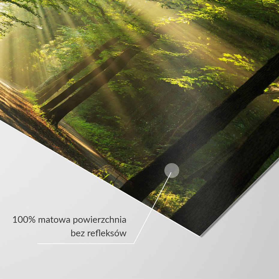 Fototapeta - las, promienie, słońce