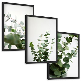 Zestaw obrazy w ramie, plakaty - eukaliptus, liście, roślina - rama czarna