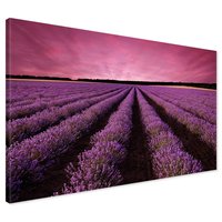 Obraz na płótnie - lawenda, pole, fioletowy