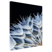 Obraz na płótnie - dmuchawiec, nasiona, woda