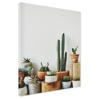 Obraz na płótnie - kaktusy, sukulenty, rośliny