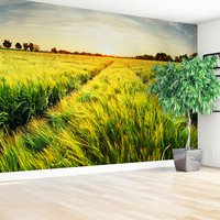 Fototapeta - pole, trawa, słońce