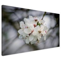 Obraz na płótnie - kwiaty, białe kwiaty, wiosna