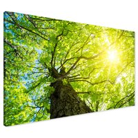 Obraz na płótnie - las, drzewa, słońce