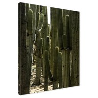 Obraz na płótnie - kaktusy, natura, pustynia