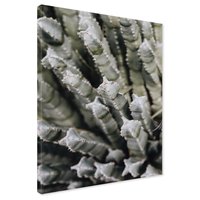 Obraz na płótnie - kaktus, sukulent, kolce