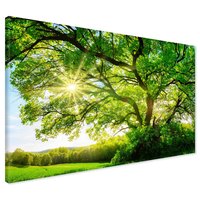 Obraz na płótnie - drzewo, słońce, natura
