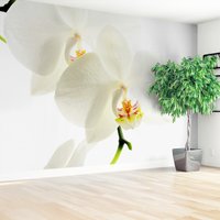 Fototapeta - orchidea, kwiat, biały