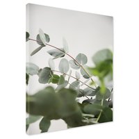 Obraz na płótnie - eukaliptus, liście, natura