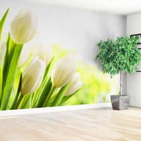 Fototapeta - tulipany, białe, kwiaty