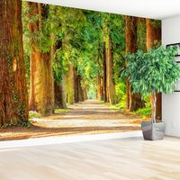 Fototapeta - las, aleja, drzewa