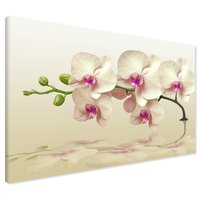 Obraz na płótnie - orchidee, kwiaty, elegancja