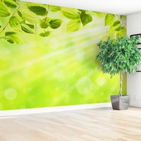 Fototapeta - liście, światło, natura