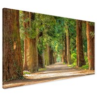 Obraz na płótnie - las, drzewa, ścieżka