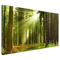 Obraz na płótnie - las, drzewa, natura