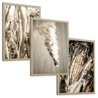 Zestaw obrazy w ramie, plakaty - kukurydza, pole, rolnictwo - rama drewno