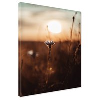 Obraz na płótnie - kwiat, zachód słońca, natura