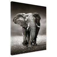 Obraz na płótnie - słoń, afrykański, ssak