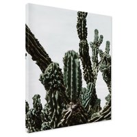 Obraz na płótnie - kaktusy, rośliny, natura