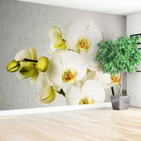 Fototapeta - orchidee, kwiaty, białe