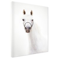 Obraz na płótnie - koń, zwierzę, portret