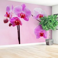 Fototapeta - orchidee, kwiaty, różowy